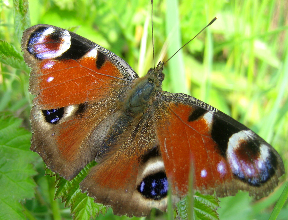 Aglais io